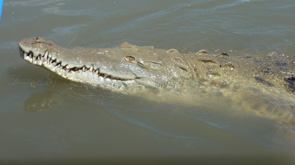 Krokodiller i elva Tempisque.