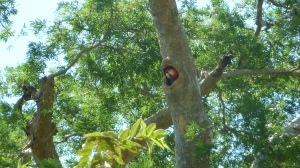Rød macaw-papegøye passar reiret.