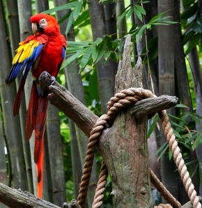 http://pixabay.com/no/r%C3%B8d-macaw-papeg%C3%B8ye-tropiske-fugler-58462/